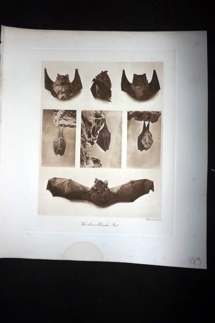 Millais, John 1904 Rare Folio Print. Bats - Lesser Horseshoe Bat: Folio Photogravure Published 1904, London for "The Mammals of Great Britain and Ireland" by John Guille Millais. Illustrated by Archibald Thorburn, George Lodge and the Author. Rare - Limited Edition 