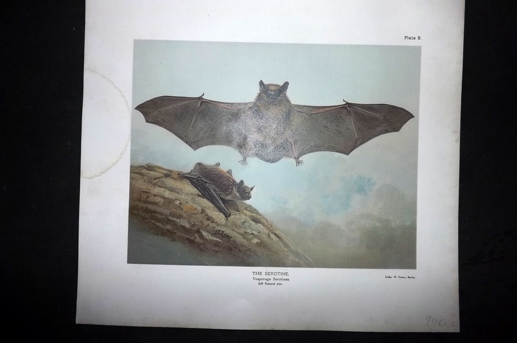 Millais, John 1904 Rare Folio Print. Bats - The Serotine: Folio Chromolithograph Published 1904, London for "The Mammals of Great Britain and Ireland" by John Guille Millais. Illustrated by Archibald Thorburn, George Lodge and the Author. Rare - Limited Edit