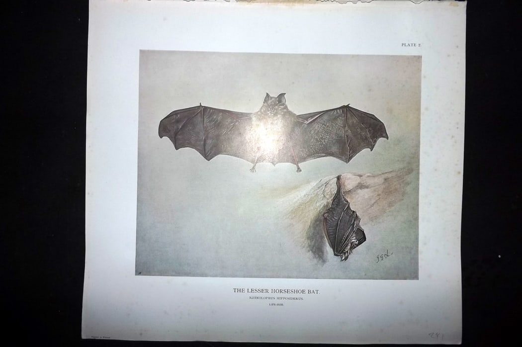 Millais, John 1904 Rare Folio Print. Bats - The Lesser Horseshoe Bat: Folio Offset Lithograph Published 1904, London for "The Mammals of Great Britain and Ireland" by John Guille Millais. Illustrated by Archibald Thorburn, George Lodge and the Author. Rare - Limited Edi