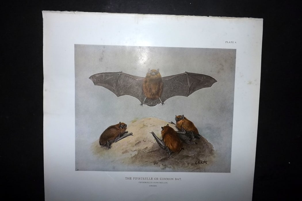 Millais, John 1904 Rare Folio Print. Bats - The Pipistrelle or Common Bat: Folio Offset Lithograph Published 1904, London for "The Mammals of Great Britain and Ireland" by John Guille Millais. Illustrated by Archibald Thorburn, George Lodge and the Author. Rare - Limited Edi