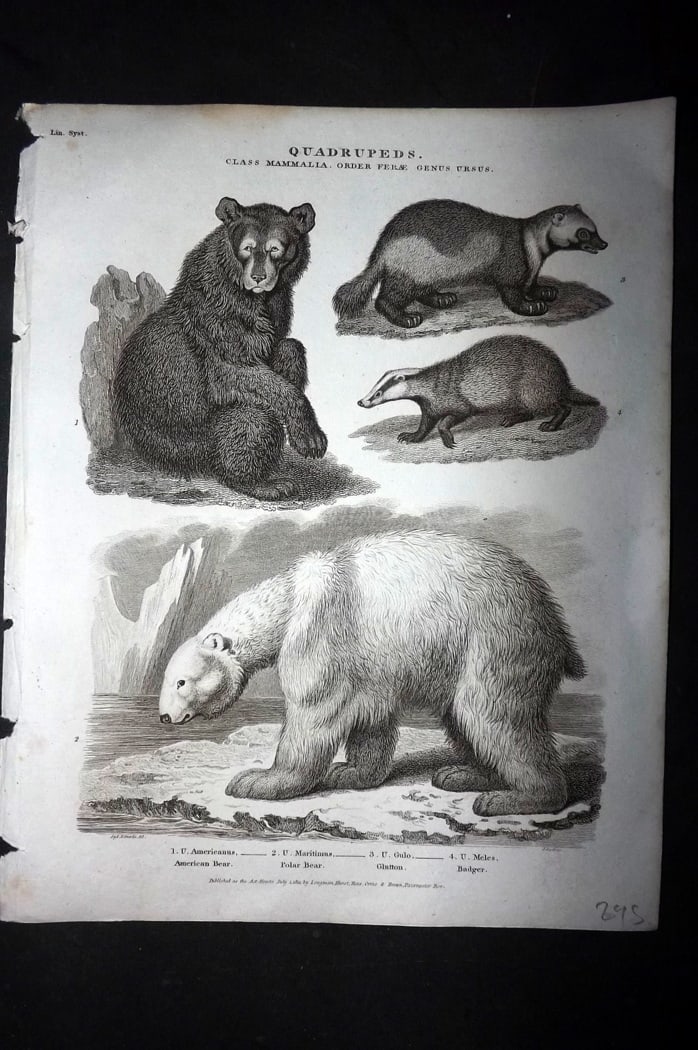 Rees, Abraham 1820 Antique Print. American Bear, Polar Bear, Badger, Glutton (1 of 1)