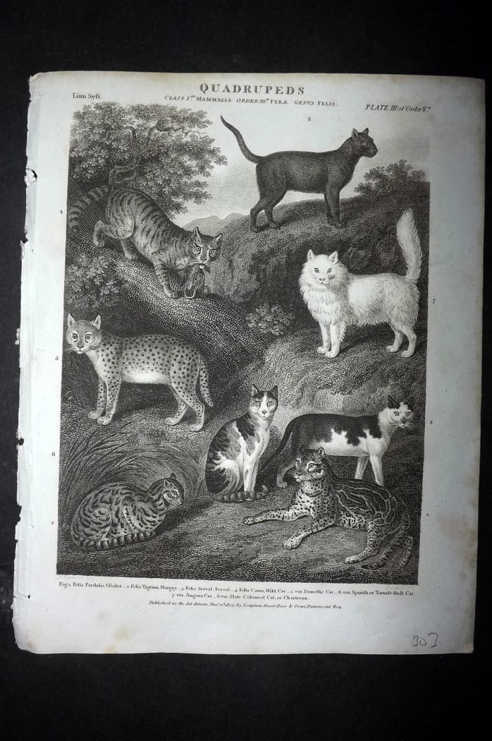 Rees, Abraham 1820 Antique Print. Domestic & Wild Cats (1 of 1)