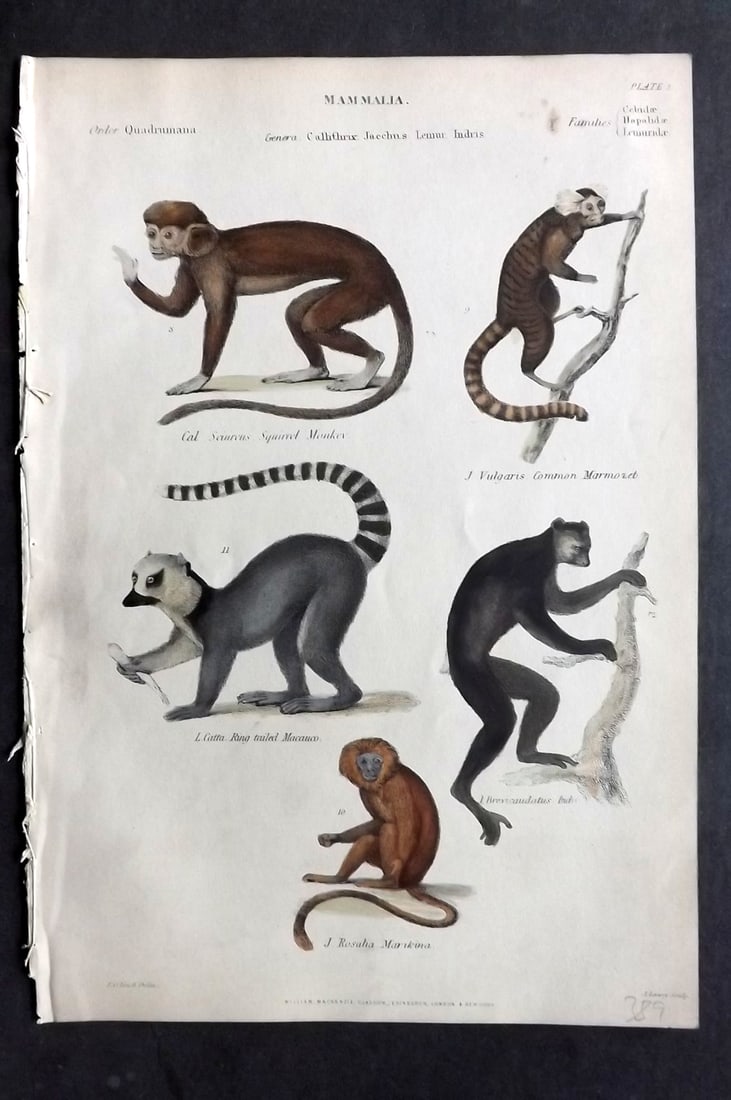 Richardson, John 1862 Hand Col Print. Squirrel Monkey, Marmozet, Macaco, Marikina (1 of 1)