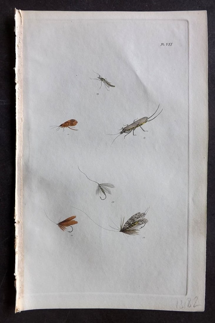 Ronalds, Alfred 1844 Hand Col Print. Fly Fishing Flies Entomology Angling 07: Antique Etching Published 1844, London for "The Fly Fisher's Entomology" by Alfred Ronalds. Fine hand colour as issued. Paper Size: 8.5 x 5.5 inch (22 x 14cm) Good Condition