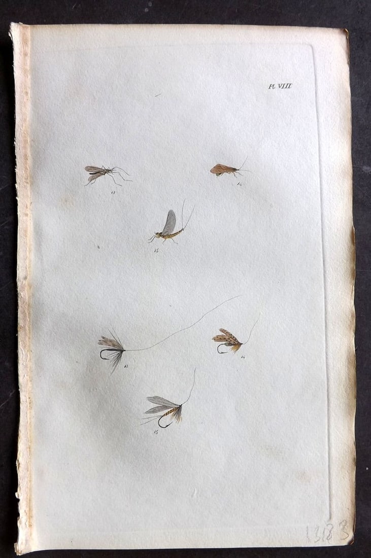 Ronalds, Alfred 1844 Hand Col Print. Fly Fishing Flies Entomology Angling 08: Antique Etching Published 1844, London for "The Fly Fisher's Entomology" by Alfred Ronalds. Fine hand colour as issued. Paper Size: 8.5 x 5.5 inch (22 x 14cm) Good Condition