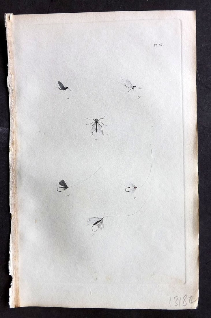 Ronalds, Alfred 1844 Hand Col Print. Fly Fishing Flies Entomology Angling 09: Antique Etching Published 1844, London for "The Fly Fisher's Entomology" by Alfred Ronalds. Fine hand colour as issued. Paper Size: 8.5 x 5.5 inch (22 x 14cm) Good Condition