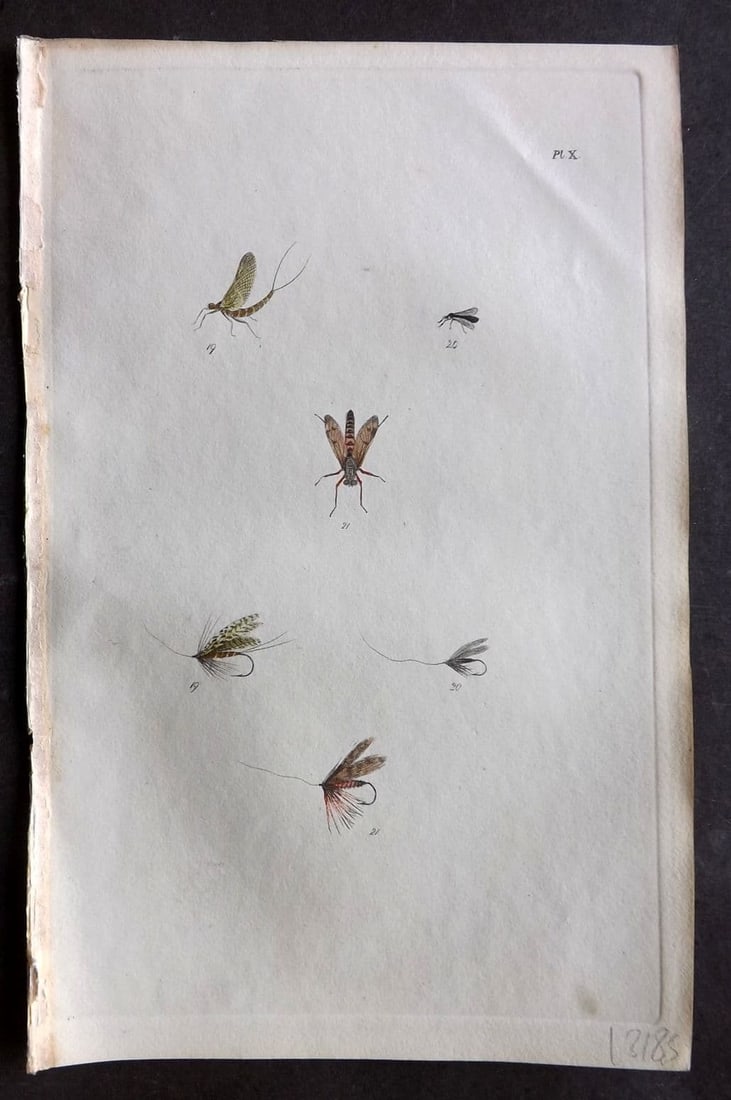 Ronalds, Alfred 1844 Hand Col Print. Fly Fishing Flies Entomology Angling 10: Antique Etching Published 1844, London for "The Fly Fisher's Entomology" by Alfred Ronalds. Fine hand colour as issued. Paper Size: 8.5 x 5.5 inch (22 x 14cm) Good Condition