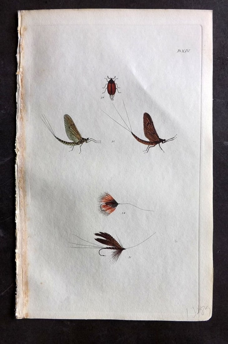 Ronalds, Alfred 1844 Hand Col Print. Fly Fishing Flies Entomology Angling 14: Antique Etching Published 1844, London for "The Fly Fisher's Entomology" by Alfred Ronalds. Fine hand colour as issued. Paper Size: 8.5 x 5.5 inch (22 x 14cm) Good Condition