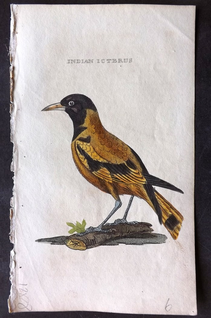 Brightly (Pub) 1815 Hand Coloured Bird Print. Indian Icterus (1 of 1)