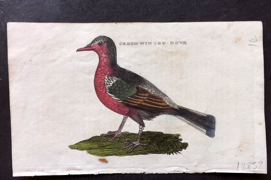 Brightly (Pub) 1815 Hand Coloured Bird Print. Green Winged Dove: Hand Colored Copper Plate Published 1815 by Brightly & Childs, Bungay for "The Natural History of Birds" Paper Size: 8 x 4.25 inch (20 x 14cm) Minor background toning. Good Condition