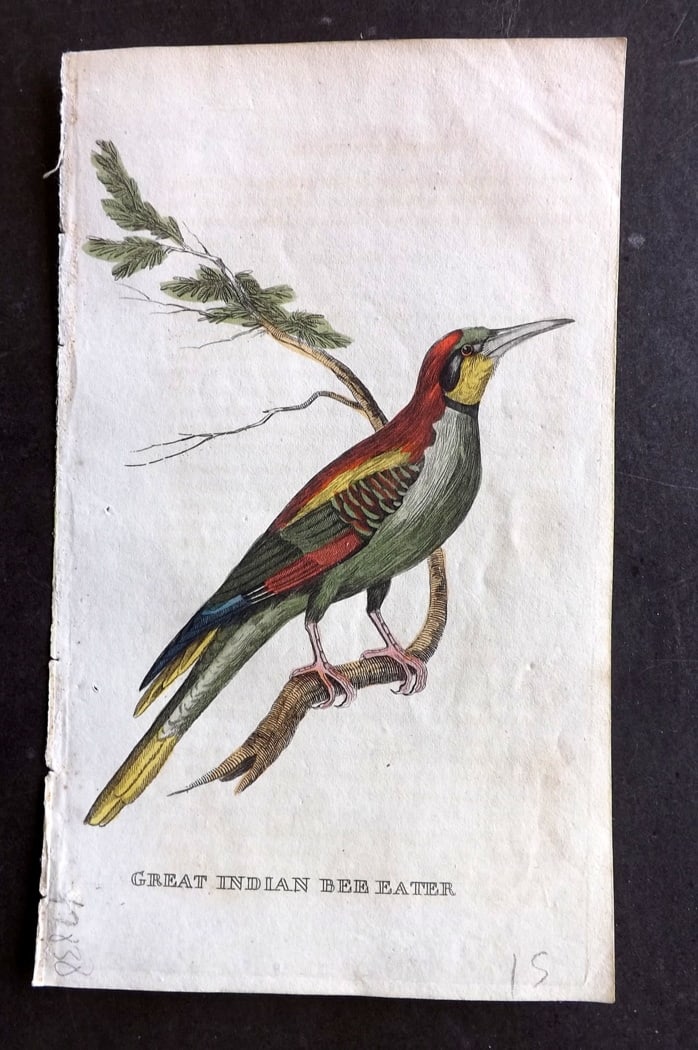 Brightly (Pub) 1815 Hand Coloured Bird Print. Great Indian Bee Eater (1 of 1)