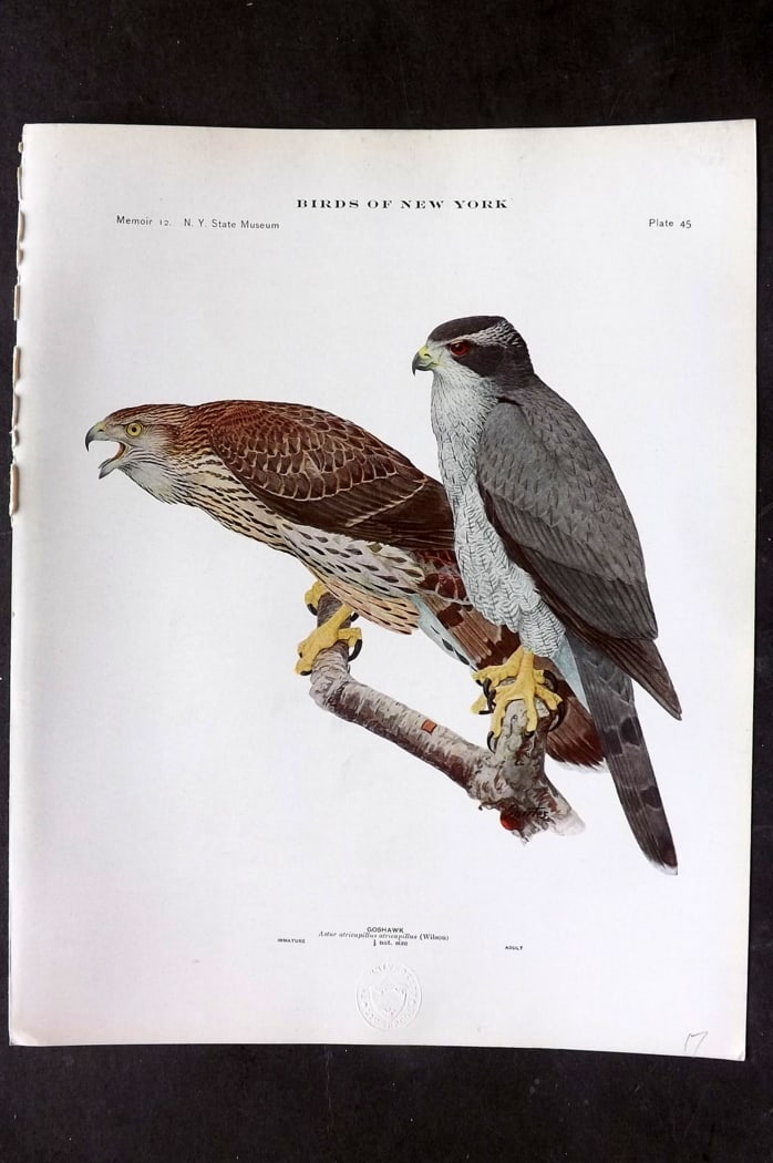 Eaton & Fuertes Birds of New York 1914 Print. Goshawk 45: Collotype Published 1909-15, Albany for "The Birds of New York" by Elon Howard Eaton. Illustrated by Louis Agassiz Fuertes. Part of the New York State Museum Annual Report Series. Paper Size: 11.5 x 9