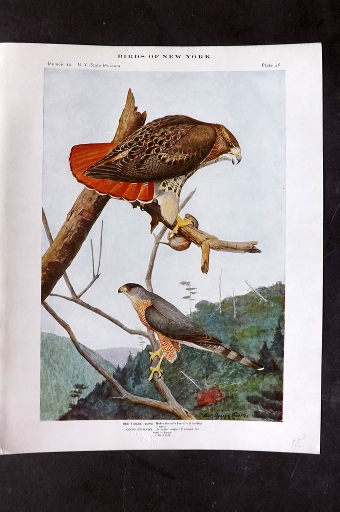 Eaton & Fuertes Birds of New York 1914 Print. Red Tailed & Cooper's Hawk 46 (1 of 1)