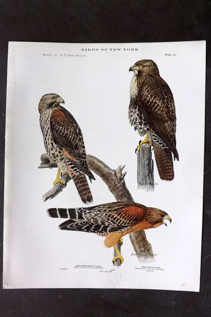 Eaton & Fuertes Birds of New York 1914 Print. Red Shouldered & Red Tailed Hawk 47 (1 of 1)