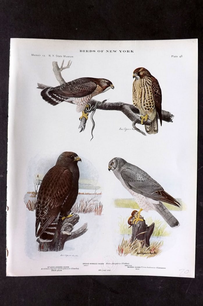 Eaton & Fuertes Birds of New York 1914 Print. Hawks 48 (1 of 1)