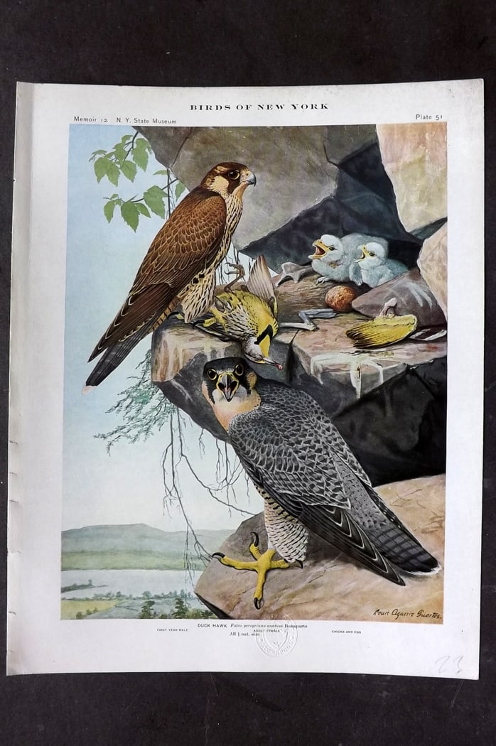 Eaton & Fuertes Birds of New York 1914 Print. Duck Hawk 51 (1 of 1)