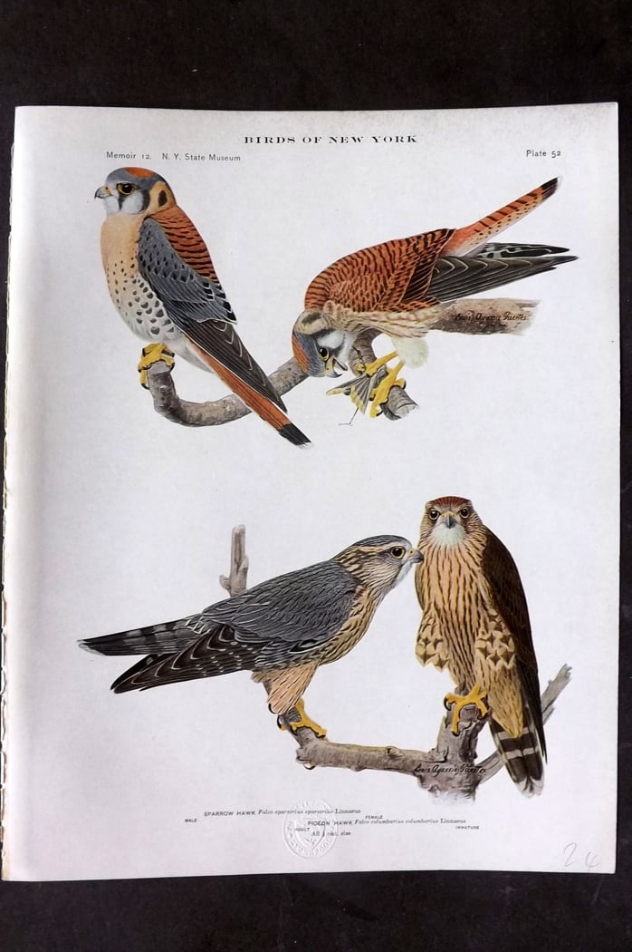 Eaton & Fuertes Birds of New York 1914 Print. Sparrow Hawk 52 (1 of 1)