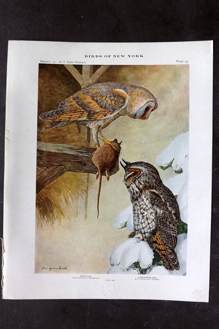 Eaton & Fuertes Birds of New York 1914 Print. Barn Owl, Long Eared Owl 53: Collotype Published 1909-15, Albany for "The Birds of New York" by Elon Howard Eaton. Illustrated by Louis Agassiz Fuertes. Part of the New York State Museum Annual Report Series. Paper Size: 11.5 x 9