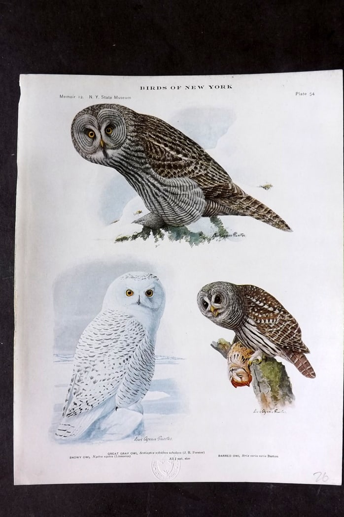Eaton & Fuertes Birds of New York 1914 Print. Snowy, Great Gray & Barred Owl 54 (1 of 1)