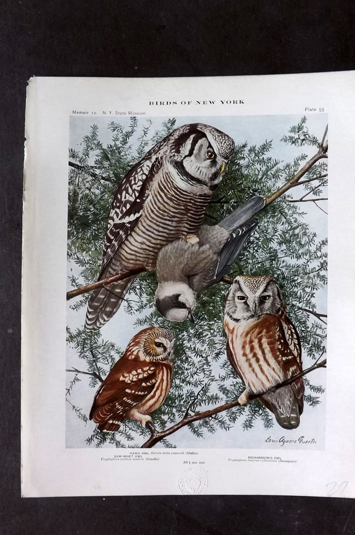 Eaton & Fuertes Birds of New York 1914 Print. Hawk, Say Whet, Richardson's Owl 55 (1 of 1)