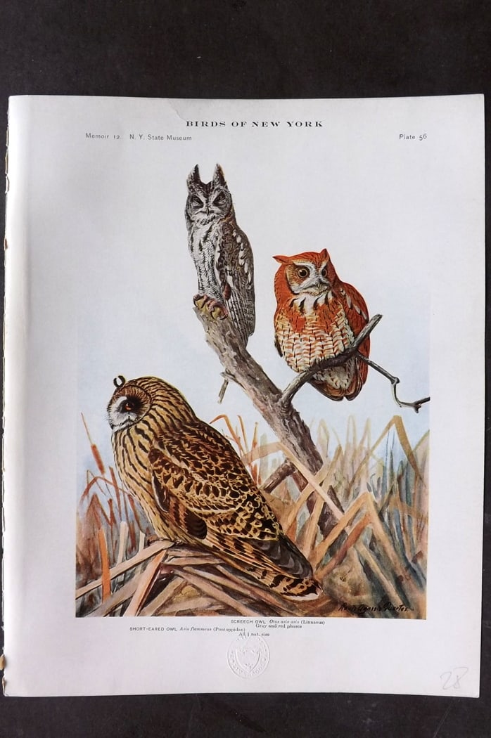 Eaton & Fuertes Birds of New York 1914 Print. Screech, Short Eared Owl 56: Collotype Published 1909-15, Albany for "The Birds of New York" by Elon Howard Eaton. Illustrated by Louis Agassiz Fuertes. Part of the New York State Museum Annual Report Series. Paper Size: 11.5 x 9