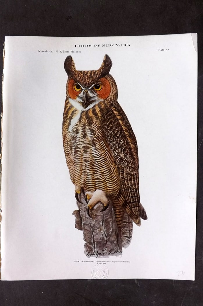Eaton & Fuertes Birds of New York 1914 Print. Great Horned Owl 57: Collotype Published 1909-15, Albany for "The Birds of New York" by Elon Howard Eaton. Illustrated by Louis Agassiz Fuertes. Part of the New York State Museum Annual Report Series. Paper Size: 11.5 x 9