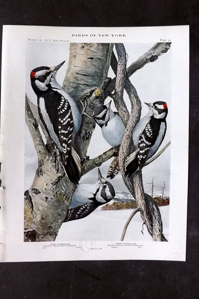 Eaton & Fuertes Birds of New York 1914 Print. Hairy & Downy Woodpecker 59: Collotype Published 1909-15, Albany for "The Birds of New York" by Elon Howard Eaton. Illustrated by Louis Agassiz Fuertes. Part of the New York State Museum Annual Report Series. Paper Size: 11.5 x 9