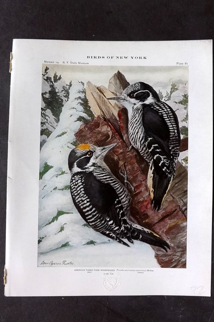 Eaton & Fuertes Birds of New York 1914 Print. American Three Toed Woodpecker 61 (1 of 1)