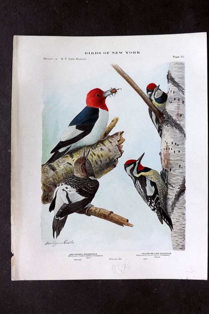 Eaton & Fuertes Birds of New York 1914 Print. Red-Headed Woodpecker, Yellow-Bellied Sapsucker 62: Collotype Published 1909-15, Albany for "The Birds of New York" by Elon Howard Eaton. Illustrated by Louis Agassiz Fuertes. Part of the New York State Museum Annual Report Series. Paper Size: 11.5 x 9