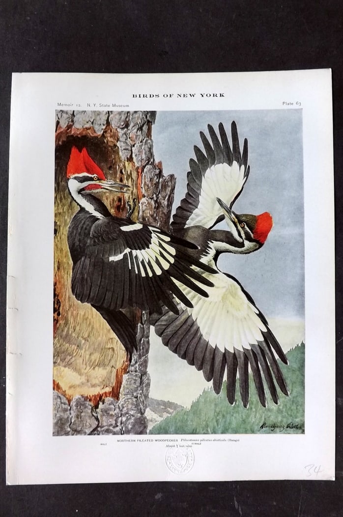 Eaton & Fuertes Birds of New York 1914 Print. Northern Pileated Woodpecker 63: Collotype Published 1909-15, Albany for "The Birds of New York" by Elon Howard Eaton. Illustrated by Louis Agassiz Fuertes. Part of the New York State Museum Annual Report Series. Paper Size: 11.5 x 9