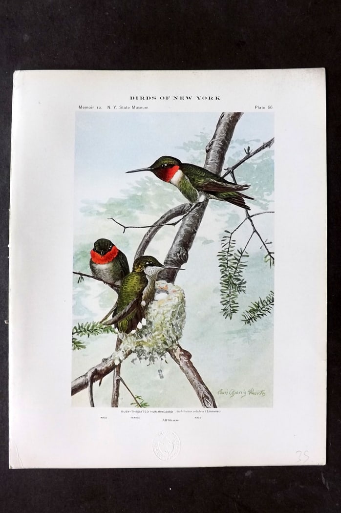Eaton & Fuertes Birds of New York 1914 Print. Ruby Throated Hummingbird 66 (1 of 1)