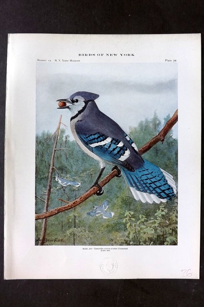 Eaton & Fuertes Birds of New York 1914 Print. Blue Jay 70 (1 of 1)