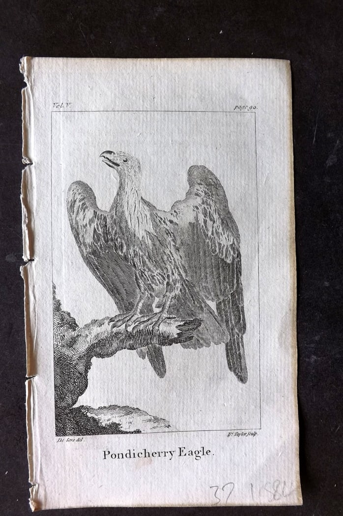 Goldsmith, Oliver 1791 Antique Bird Print. Pondicherry Eagle: Copper Plate Published 1790-91, London for An History of the Earth and Animated Nature" by Oliver Goldsmith. Paper Size: 7 x 4 inch (18 x 11cm) Good Condition