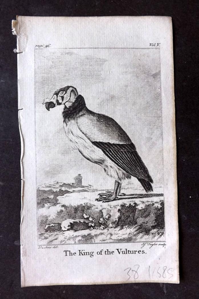 Goldsmith, Oliver 1791 Antique Bird Print. King of the Vulture (1 of 1)
