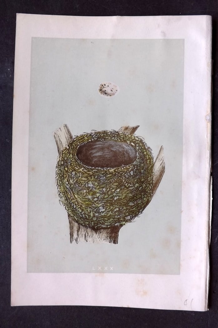 Morris, Francis 1875 Antique Bird Nest & Egg Print. Chaffinch 80: Woodblock Published 1875, London for "A Natural History of the Nests and Eggs of British Birds" By the Rev. Francis Orpen Morris, printed Benjamin Fawcett. Paper Size: 10 x 6 inch (25 x 16cm) Minor to