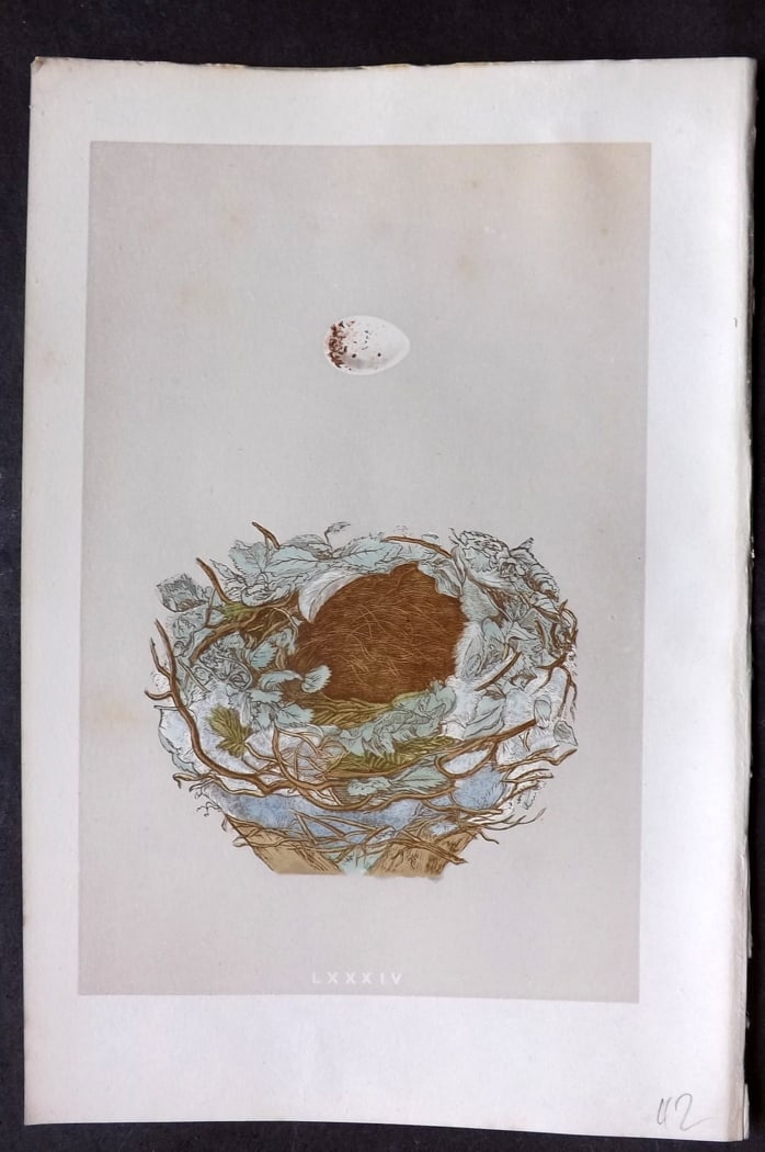 Morris, Francis 1875 Antique Bird Nest & Egg Print. Greenfinch 84: Woodblock Published 1875, London for "A Natural History of the Nests and Eggs of British Birds" By the Rev. Francis Orpen Morris, printed Benjamin Fawcett. Paper Size: 10 x 6 inch (25 x 16cm) Good Con