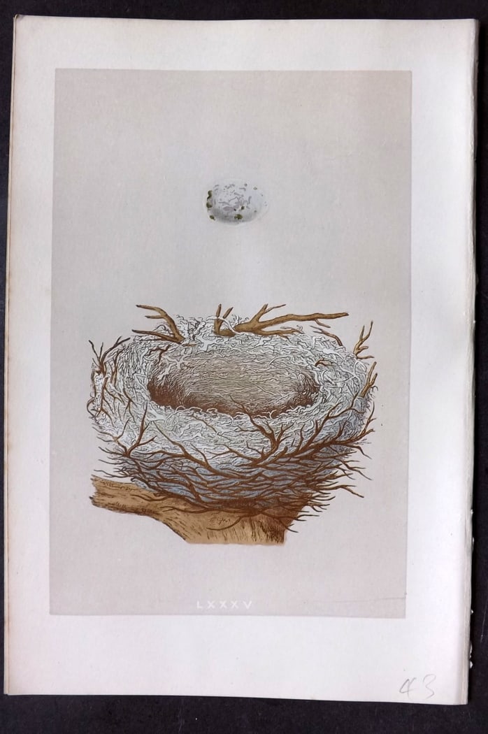 Morris, Francis 1875 Antique Bird Nest & Egg Print. Hawfinch 85: Woodblock Published 1875, London for "A Natural History of the Nests and Eggs of British Birds" By the Rev. Francis Orpen Morris, printed Benjamin Fawcett. Paper Size: 10 x 6 inch (25 x 16cm) Good Con