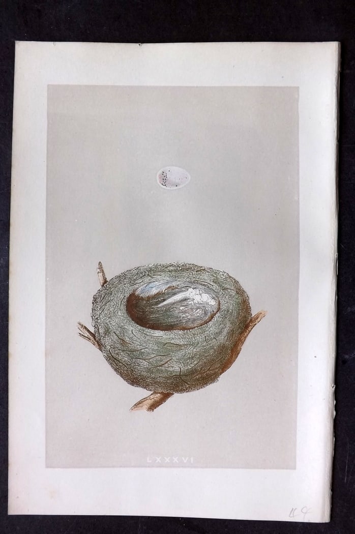 Morris, Francis 1875 Antique Bird Nest & Egg Print. Goldfinch 86: Woodblock Published 1875, London for "A Natural History of the Nests and Eggs of British Birds" By the Rev. Francis Orpen Morris, printed Benjamin Fawcett. Paper Size: 10 x 6 inch (25 x 16cm) Good Con