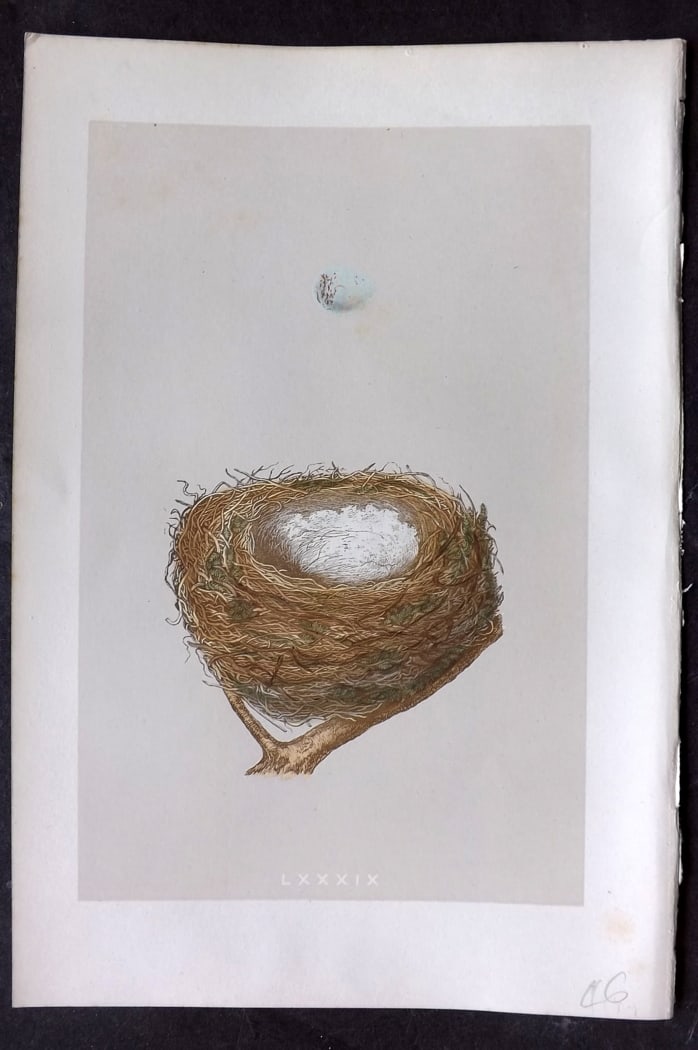 Morris, Francis 1875 Antique Bird Nest & Egg Print. Redpole 89: Woodblock Published 1875, London for "A Natural History of the Nests and Eggs of British Birds" By the Rev. Francis Orpen Morris, printed Benjamin Fawcett. Paper Size: 10 x 6 inch (25 x 16cm) Very min