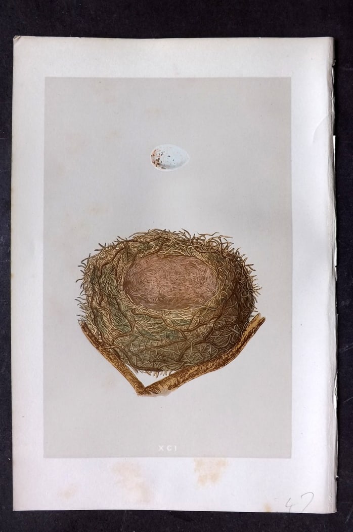 Morris, Francis 1875 Antique Bird Nest & Egg Print. Bullfinch 91: Woodblock Published 1875, London for "A Natural History of the Nests and Eggs of British Birds" By the Rev. Francis Orpen Morris, printed Benjamin Fawcett. Paper Size: 10 x 6 inch (25 x 16cm) Very min