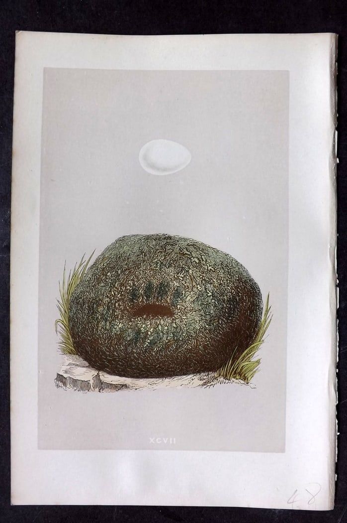 Morris, Francis 1875 Antique Bird Nest & Egg Print. Dipper 92: Woodblock Published 1875, London for "A Natural History of the Nests and Eggs of British Birds" By the Rev. Francis Orpen Morris, printed Benjamin Fawcett. Paper Size: 10 x 6 inch (25 x 16cm) Good Con
