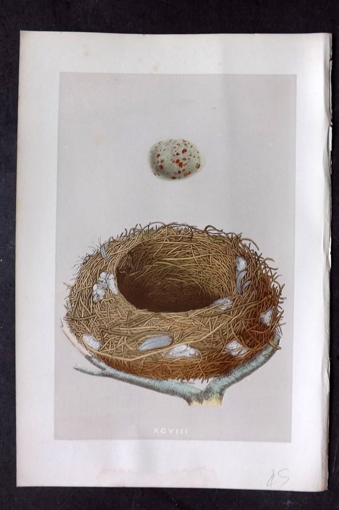 Morris, Francis 1875 Antique Bird Nest & Egg Print. Missel Thrush 98 (1 of 1)