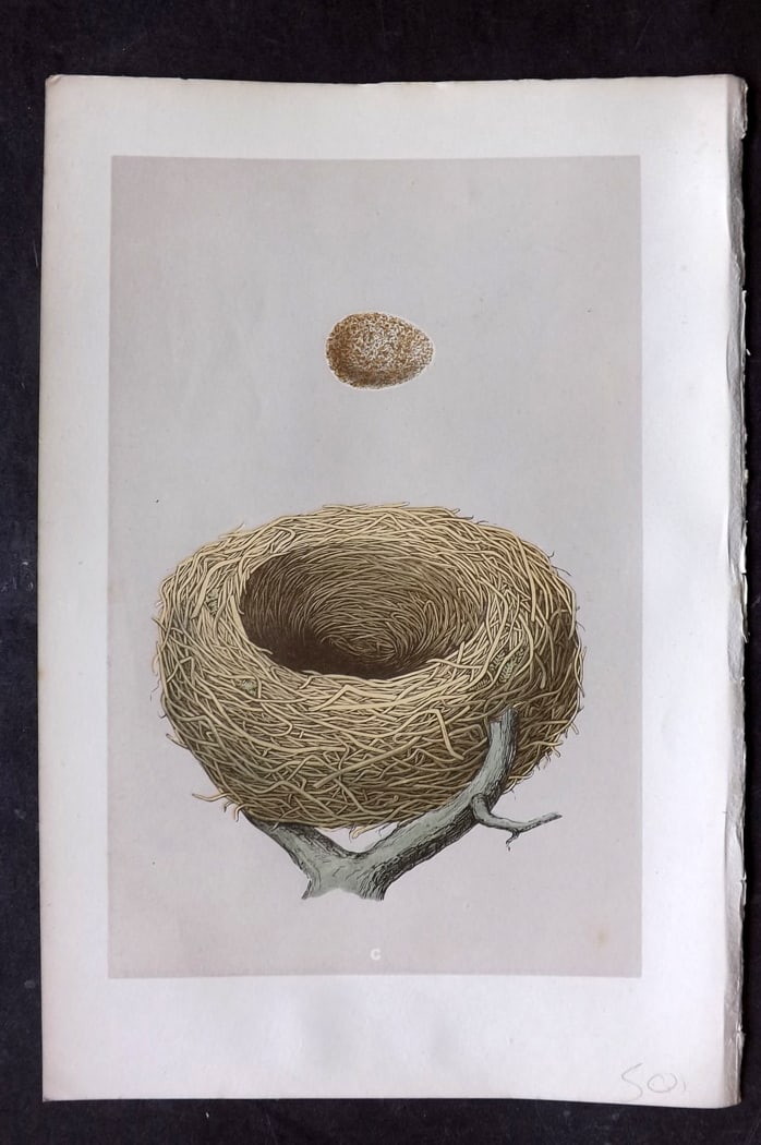 Morris, Francis 1875 Antique Bird Nest & Egg Print. Redwing 100: Woodblock Published 1875, London for "A Natural History of the Nests and Eggs of British Birds" By the Rev. Francis Orpen Morris, printed Benjamin Fawcett. Paper Size: 10 x 6 inch (25 x 16cm) Good Con
