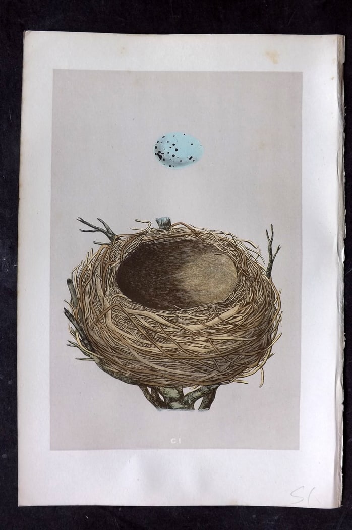 Morris, Francis 1875 Antique Bird Nest & Egg Print. Thrush 101 (1 of 1)