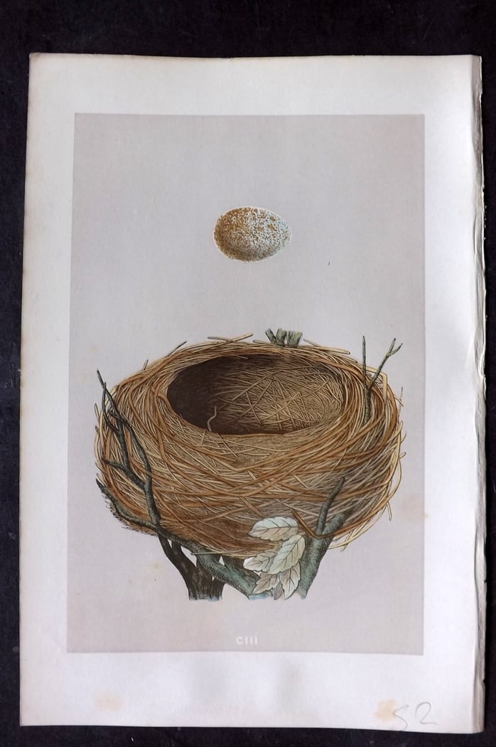 Morris, Francis 1875 Antique Bird Nest & Egg Print. Blackbird 103: Woodblock Published 1875, London for "A Natural History of the Nests and Eggs of British Birds" By the Rev. Francis Orpen Morris, printed Benjamin Fawcett. Paper Size: 10 x 6 inch (25 x 16cm) Very min
