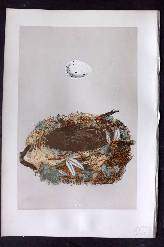 Morris, Francis 1875 Antique Bird Nest & Egg Print. Alpine Accentor 106: Woodblock Published 1875, London for "A Natural History of the Nests and Eggs of British Birds" By the Rev. Francis Orpen Morris, printed Benjamin Fawcett. Paper Size: 10 x 6 inch (25 x 16cm) Good Con