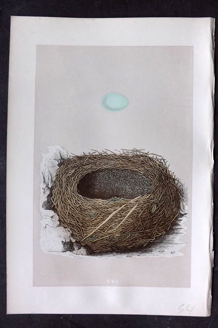 Morris, Francis 1875 Antique Bird Nest & Egg Print. Golden Oriole 105: Woodblock Published 1875, London for "A Natural History of the Nests and Eggs of British Birds" By the Rev. Francis Orpen Morris, printed Benjamin Fawcett. Paper Size: 10 x 6 inch (25 x 16cm) Good Con