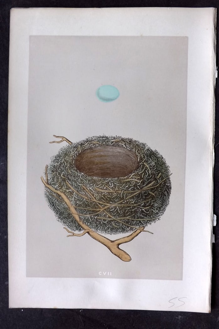 Morris, Francis 1875 Antique Bird Nest & Egg Print. Dunnock 107: Woodblock Published 1875, London for "A Natural History of the Nests and Eggs of British Birds" By the Rev. Francis Orpen Morris, printed Benjamin Fawcett. Paper Size: 10 x 6 inch (25 x 16cm) Good Con