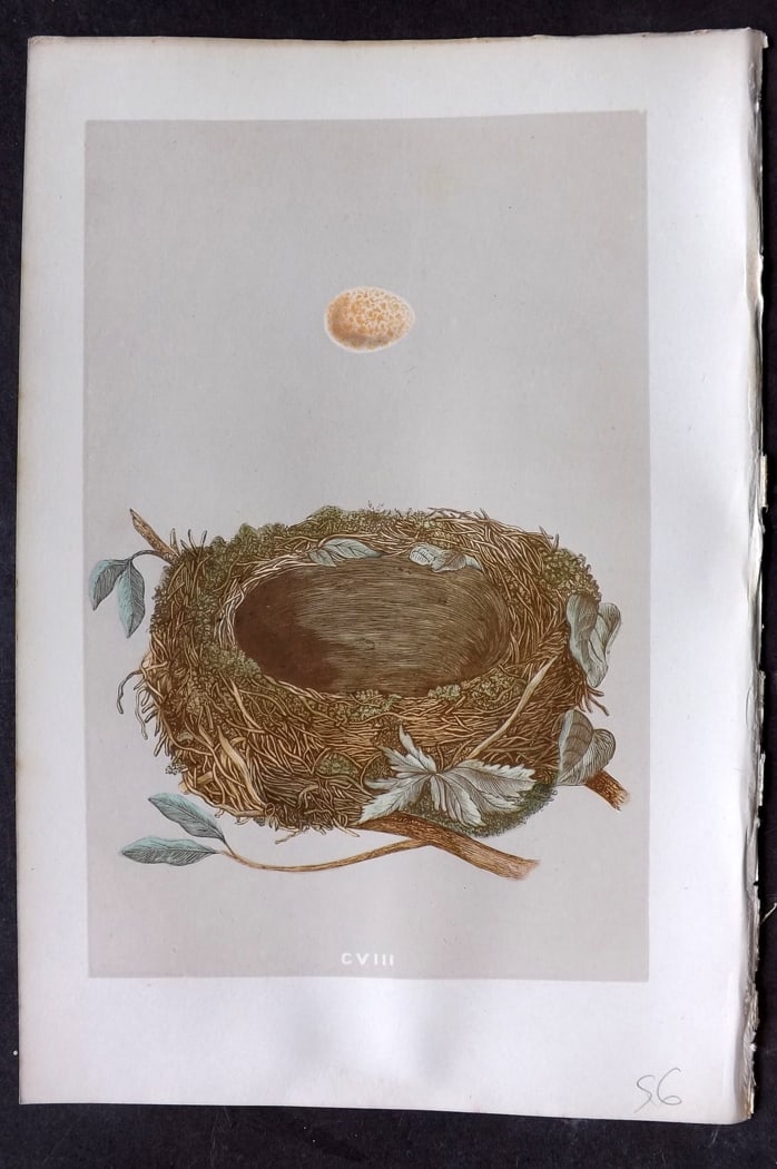 Morris, Francis 1875 Antique Bird Nest & Egg Print. Robin Redbreast 108: Woodblock Published 1875, London for "A Natural History of the Nests and Eggs of British Birds" By the Rev. Francis Orpen Morris, printed Benjamin Fawcett. Paper Size: 10 x 6 inch (25 x 16cm) Good Con