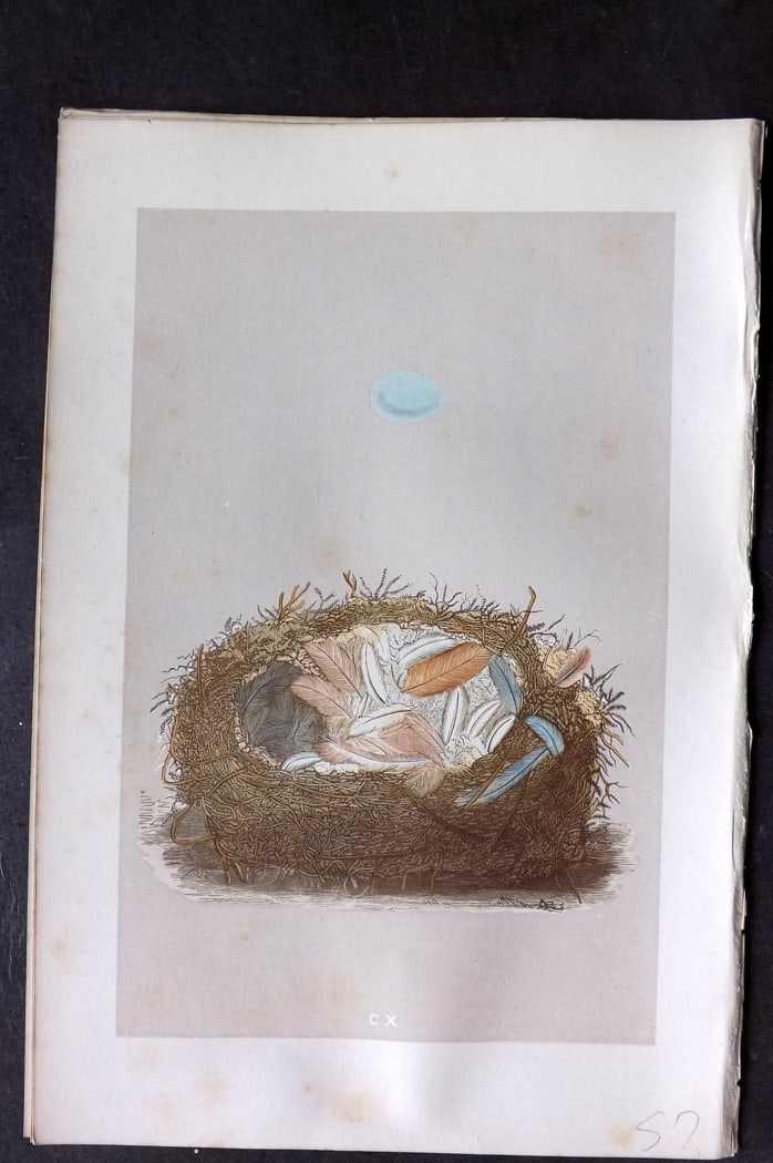 Morris, Francis 1875 Antique Bird Nest & Egg Print. Redstart 110: Woodblock Published 1875, London for "A Natural History of the Nests and Eggs of British Birds" By the Rev. Francis Orpen Morris, printed Benjamin Fawcett. Paper Size: 10 x 6 inch (25 x 16cm) Very min